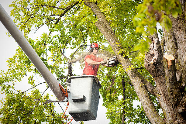 Professional Tree Care  in Ayden, NC